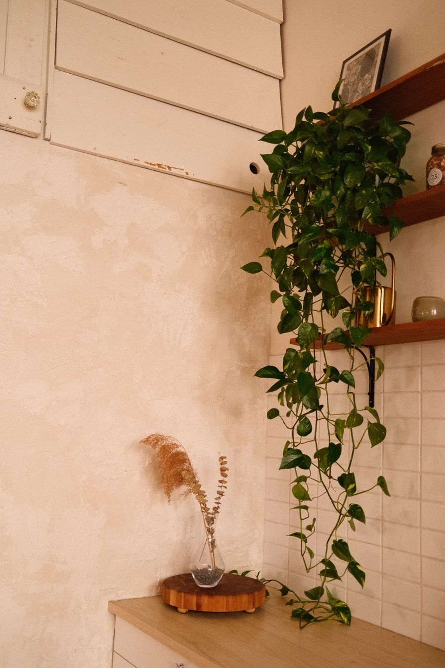 Plantas para banheiro sem janela: Jiboia pendente sobre azulejos brancos