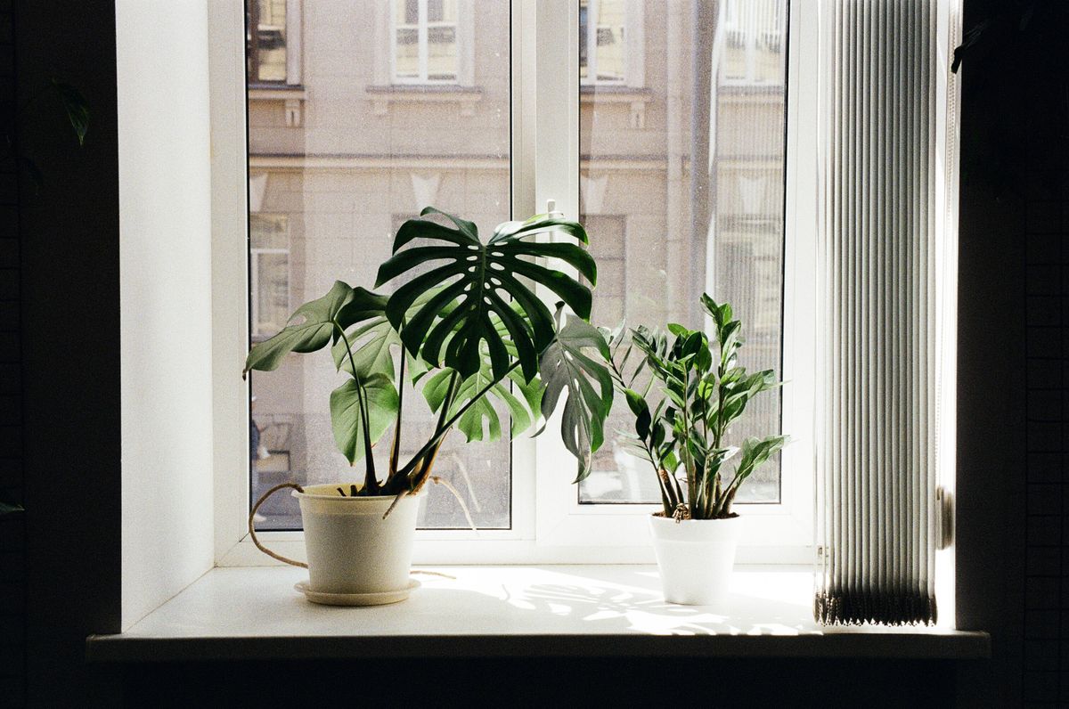 Monstera e zamioculca em vasos sobre peitoril de janela com luz solar mostrando plantas e luz natural no ambiente interno