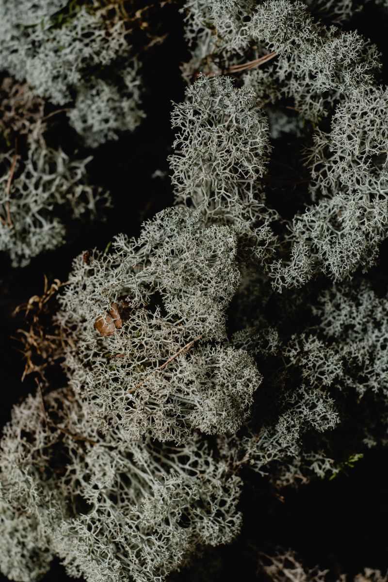 Textura de musgo preservado (Cladonia rangiferina) em close, mostrando a cor acinzentada natural