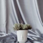Musgo preservado natural em vaso decorativo, sem precisar de rega ou luz