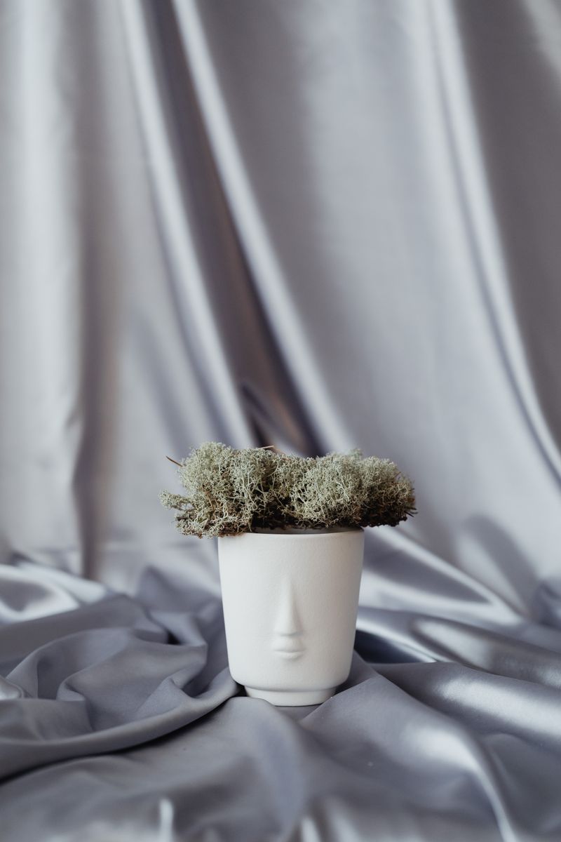 Musgo preservado vale a pena? Vaso decorativo com musgo natural, sem precisar de rega ou luz