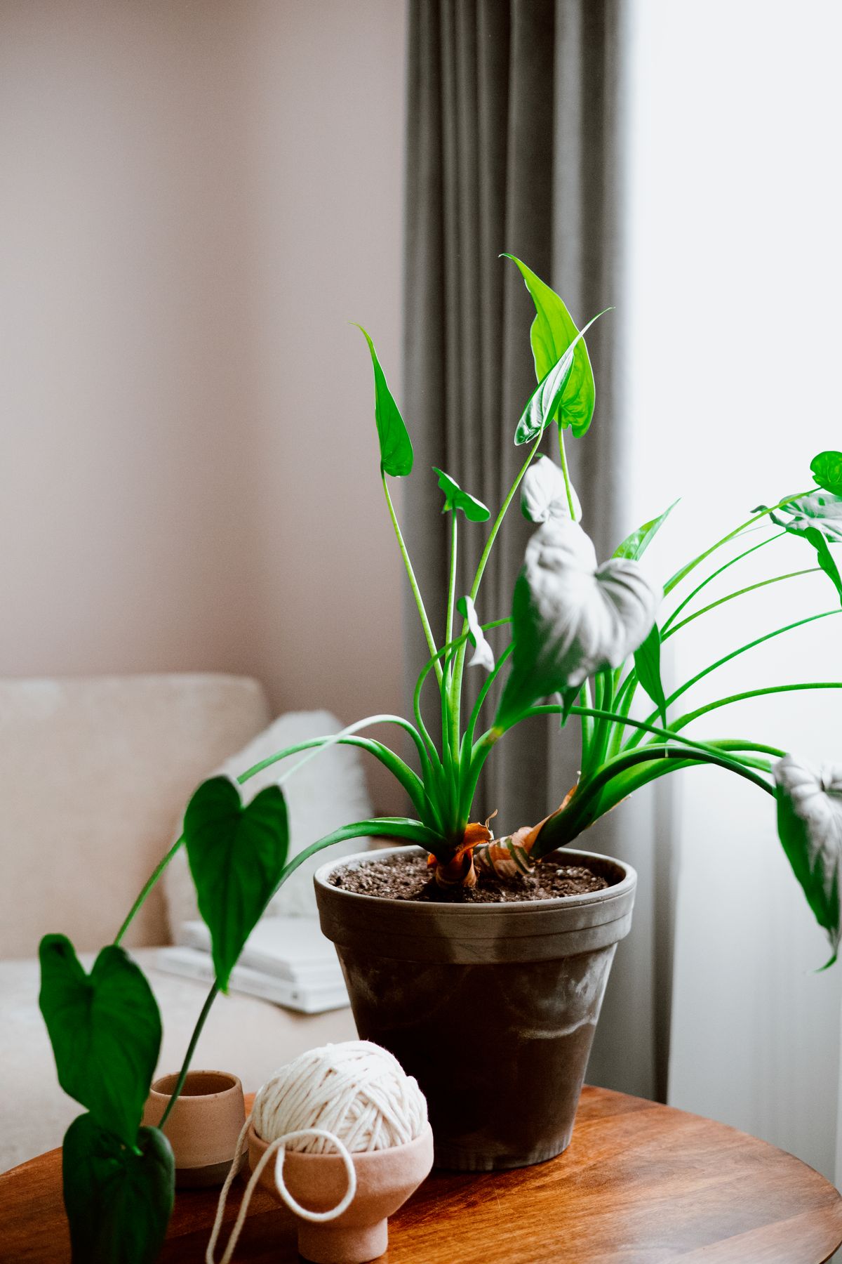 Planta tropical em vaso de barro sobre mesa de madeira em sala bem iluminada para melhorar qualidade do ar interno