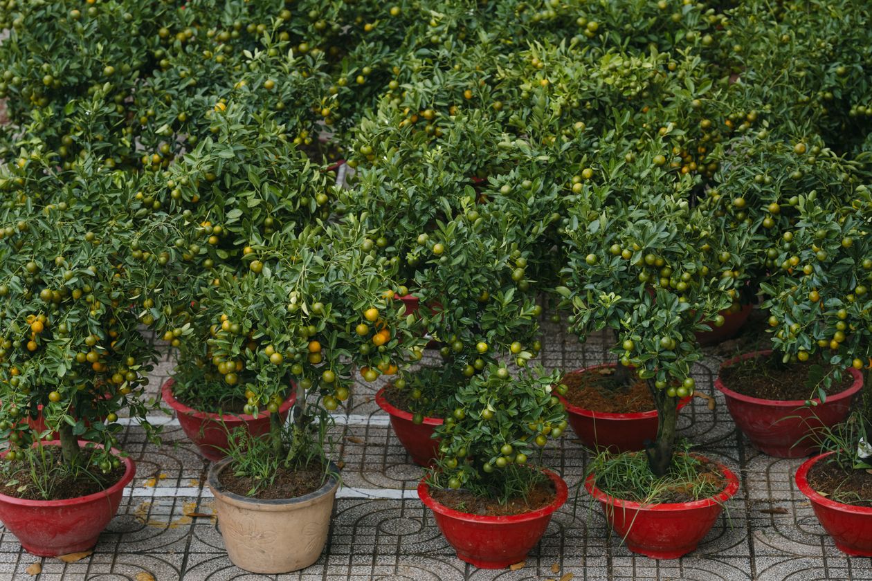 Kumquats em vasos vermelhos decorativos como parte de pomar em vasos
