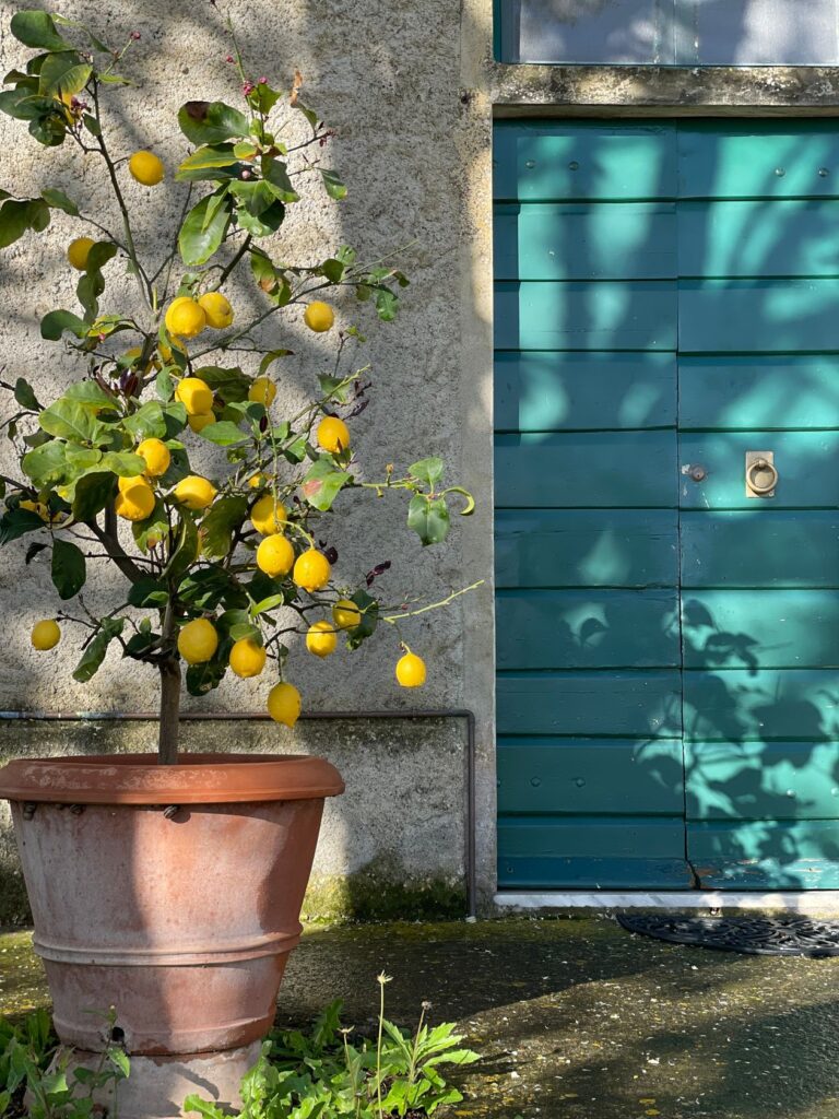 Pomar em vasos com pé de Limão-Siciliano carregado de frutas ao sol