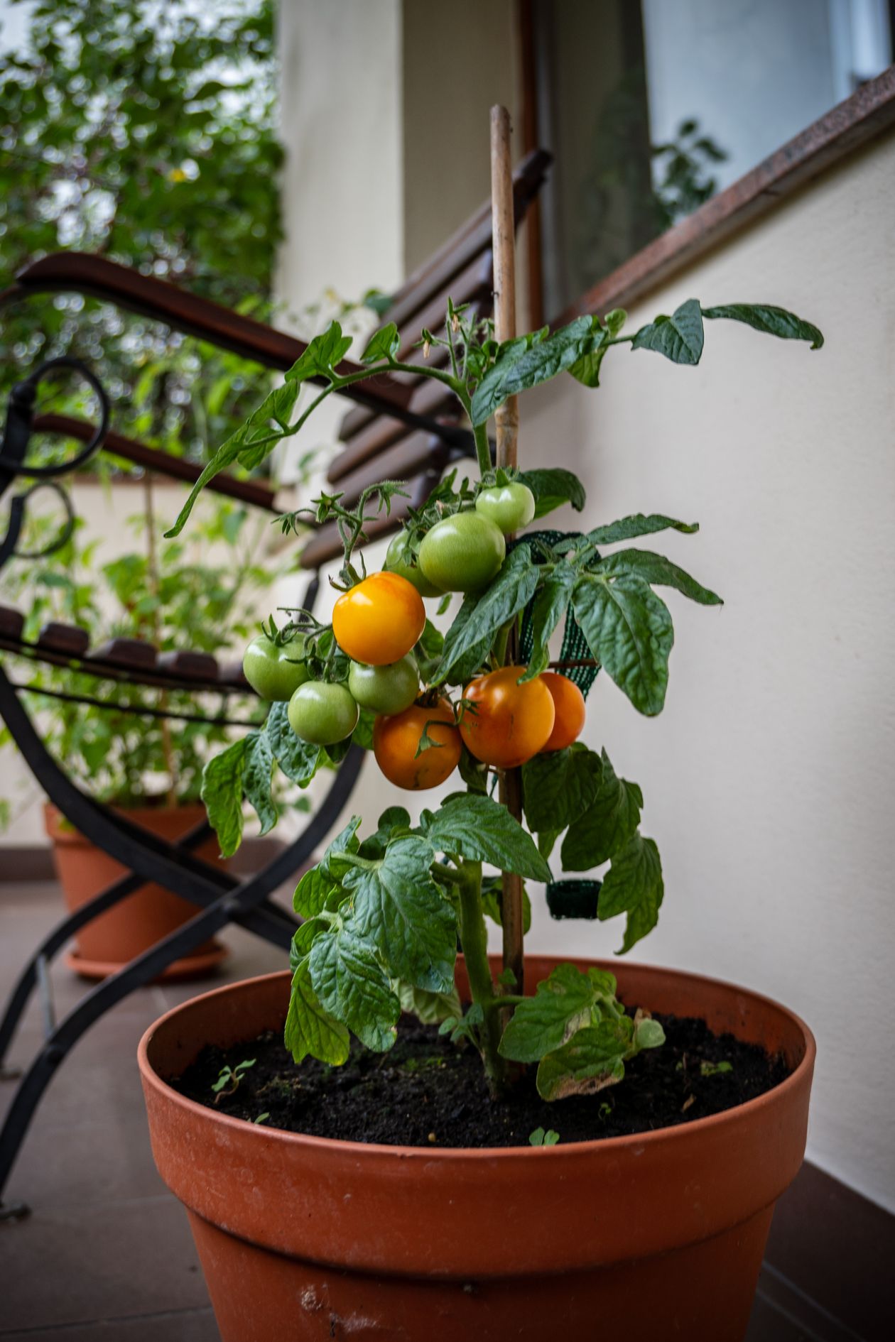 Vaso de Tomate Cereja na sacada, parte do pomar em vasos