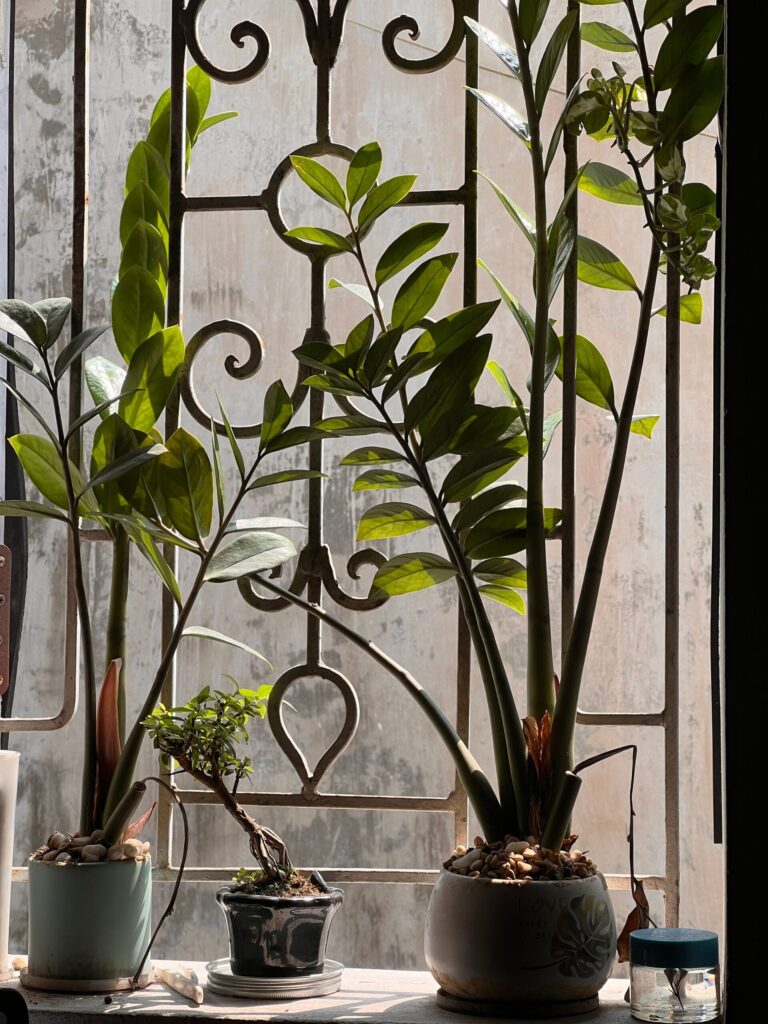 Vasos com plantas para dentro de casa, em parapeito de janela com grade, Zamioculcas