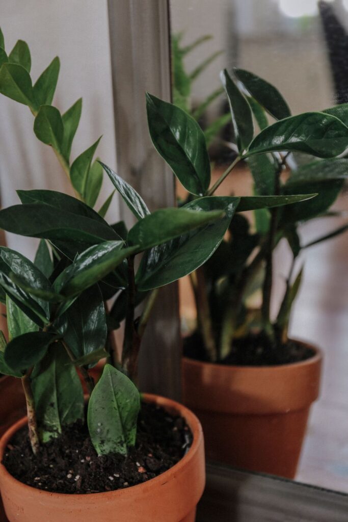 Zamioculcas no banheiro sem janela