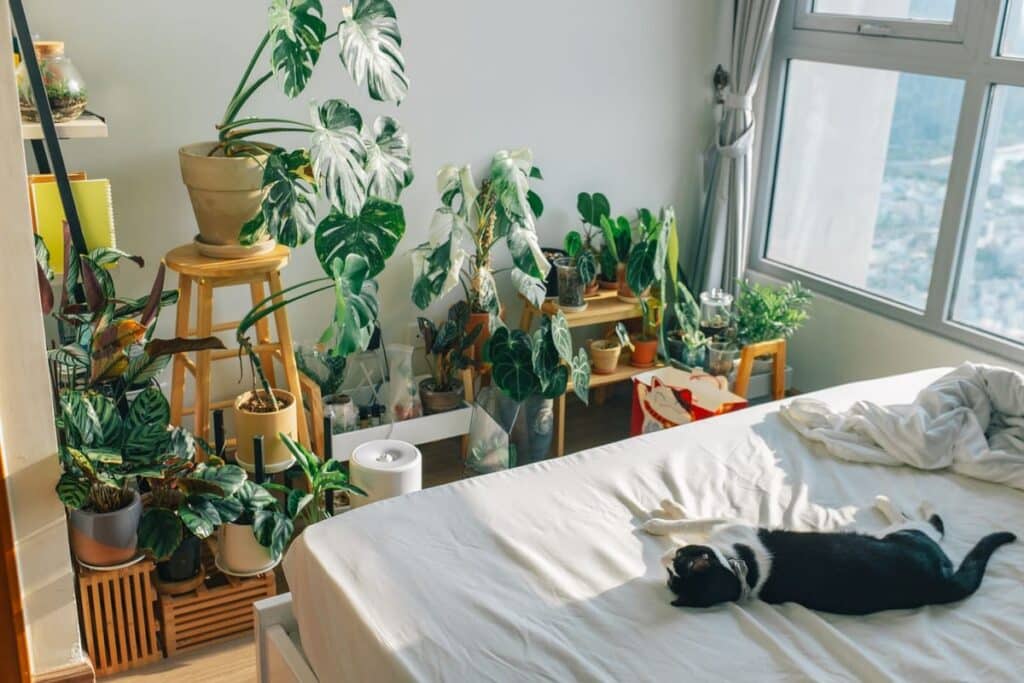 Quarto biofílico com muitas plantas e um gato deitado na cama, iluminado por luz natural
