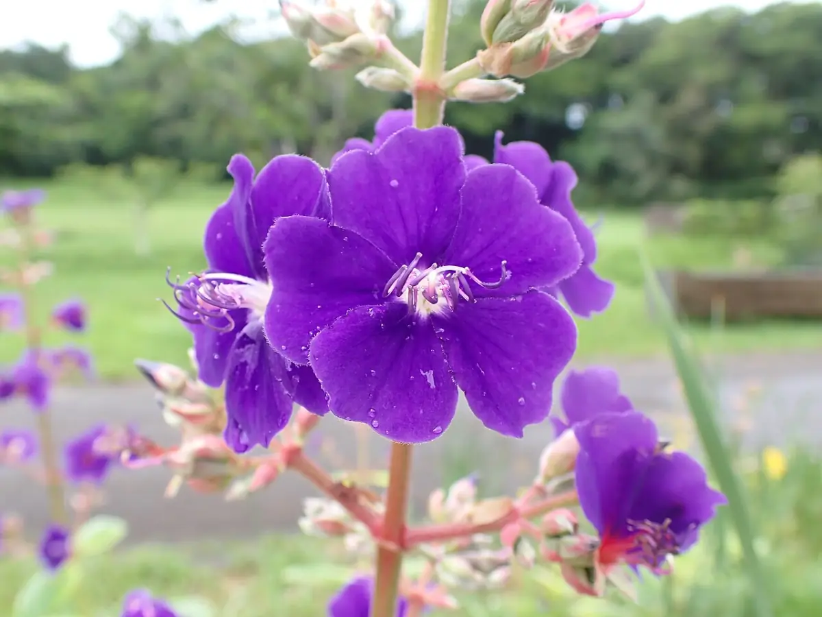 Flor roxa da Orelha-de-onça, planta nativa brasileira de sol a meia-sombra