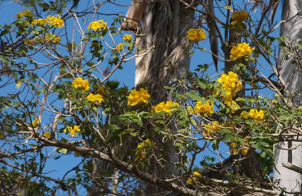 Ipê-amarelo florido contra o céu azul, planta nativa brasileira de sol pleno