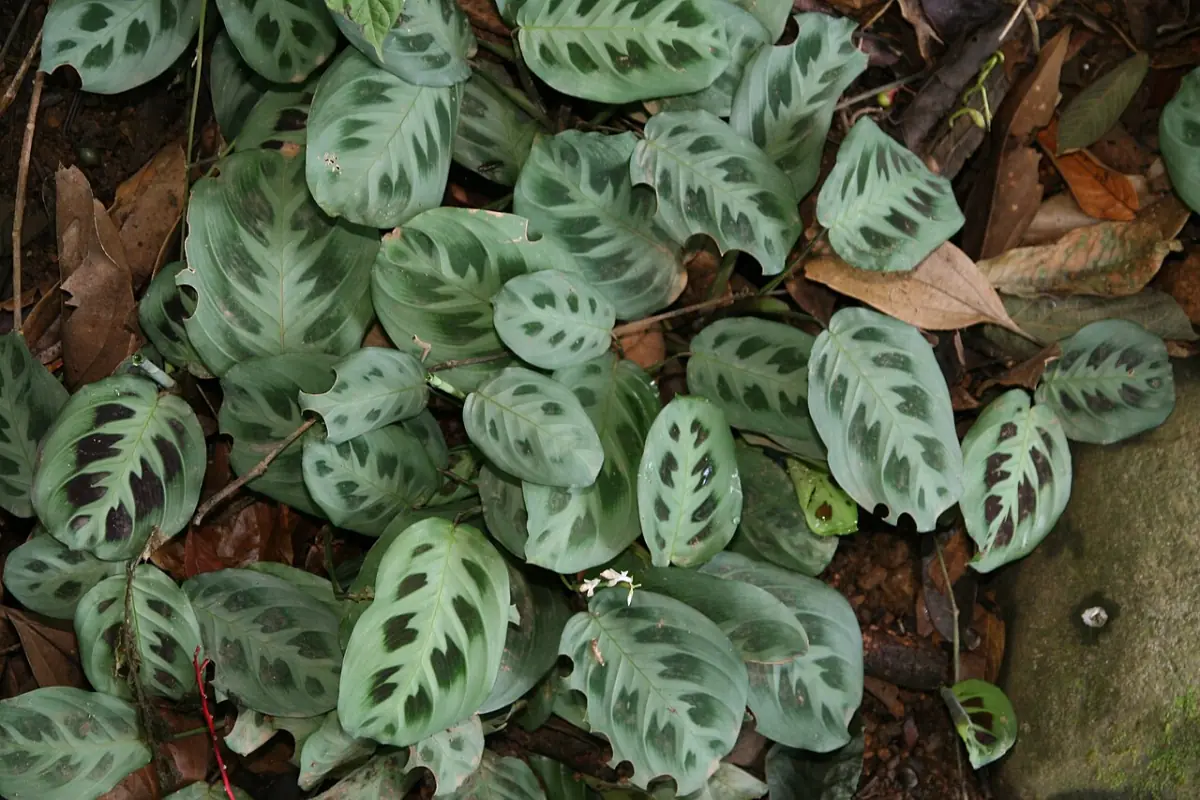 Maranta leuconeura crescendo no chão da mata, planta nativa brasileira de sombra