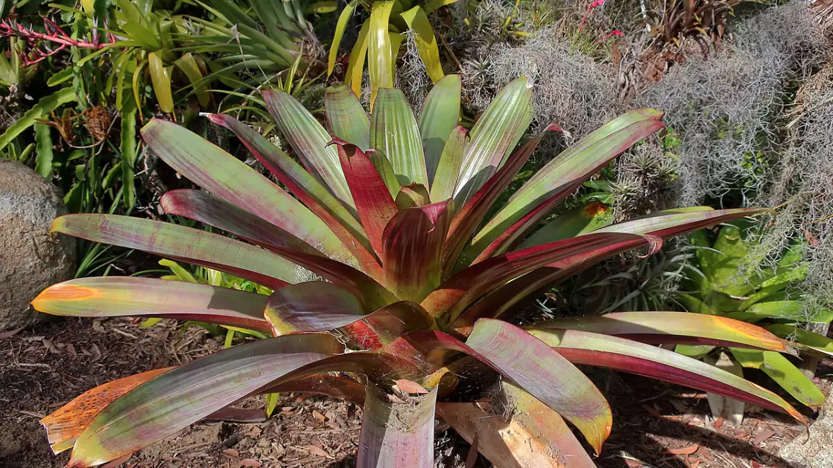 Bromélia Alcantarea imperialis em canteiro, planta nativa brasileira