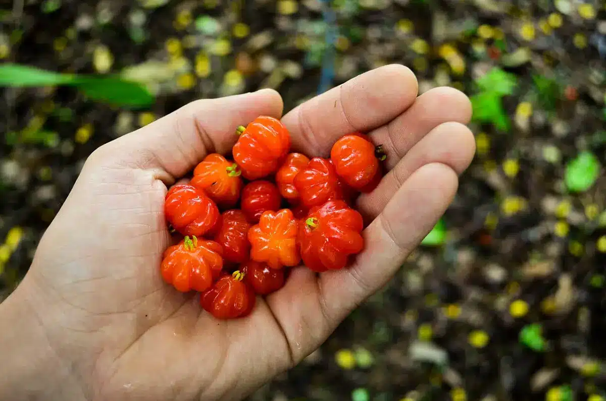 Pitangas colhidas na mão, fruto da Pitangueira, planta nativa brasileira de jardim e cerca viva