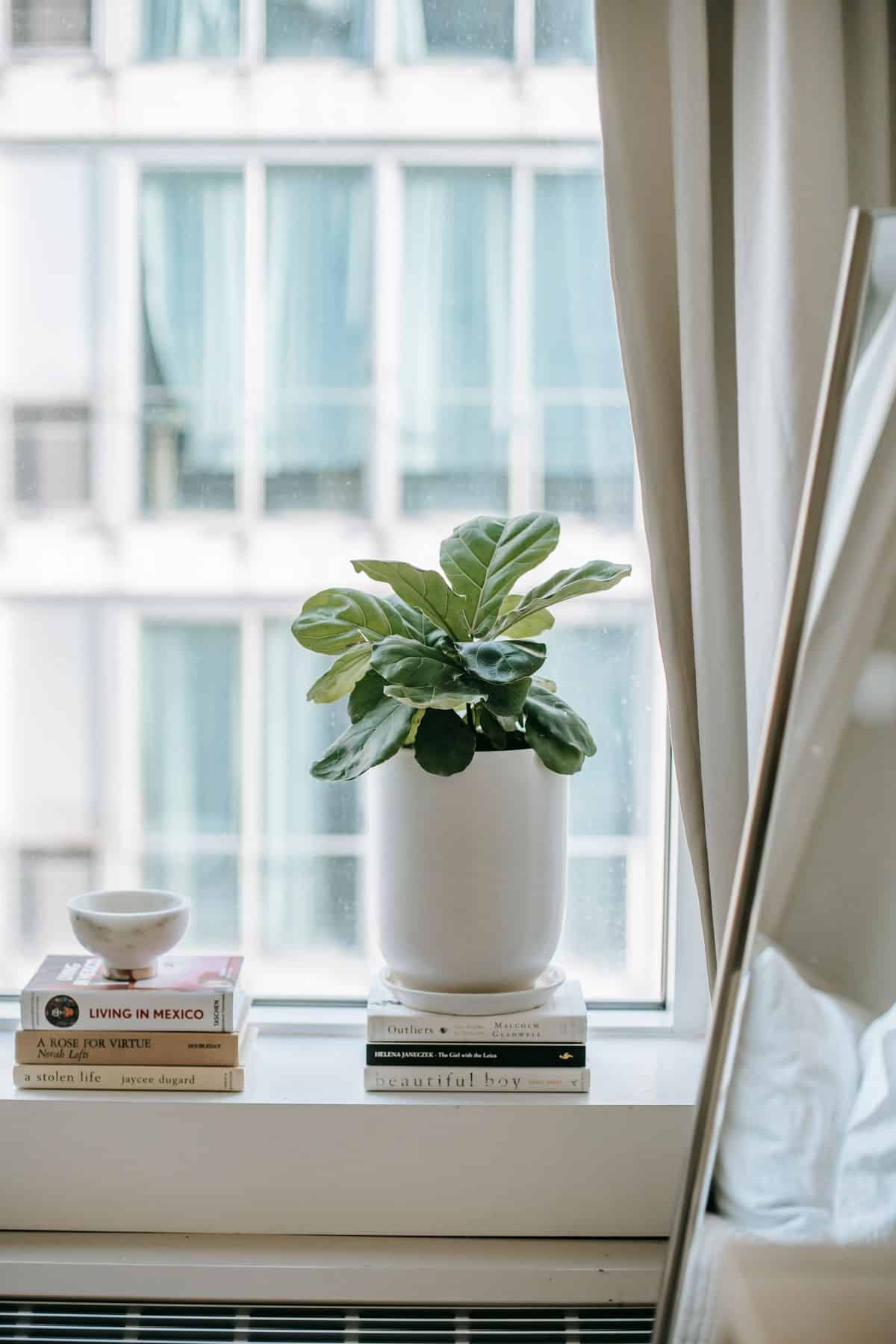 Ficus Lyrata em vaso branco na janela do quarto, ambiente claro com cortina
