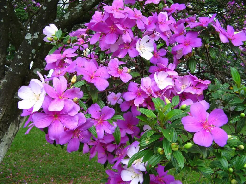 Manacá-da-serra florido com flores brancas, rosas e roxas, planta nativa brasileira para sol pleno