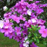 Manacá-da-serra florido com flores brancas, rosas e roxas, planta nativa brasileira para sol pleno