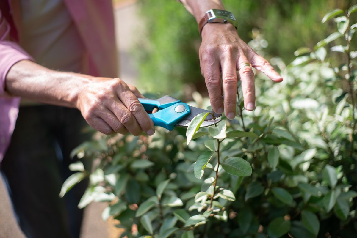 podando planta com tesoura na jardinagem terapêutica em casa