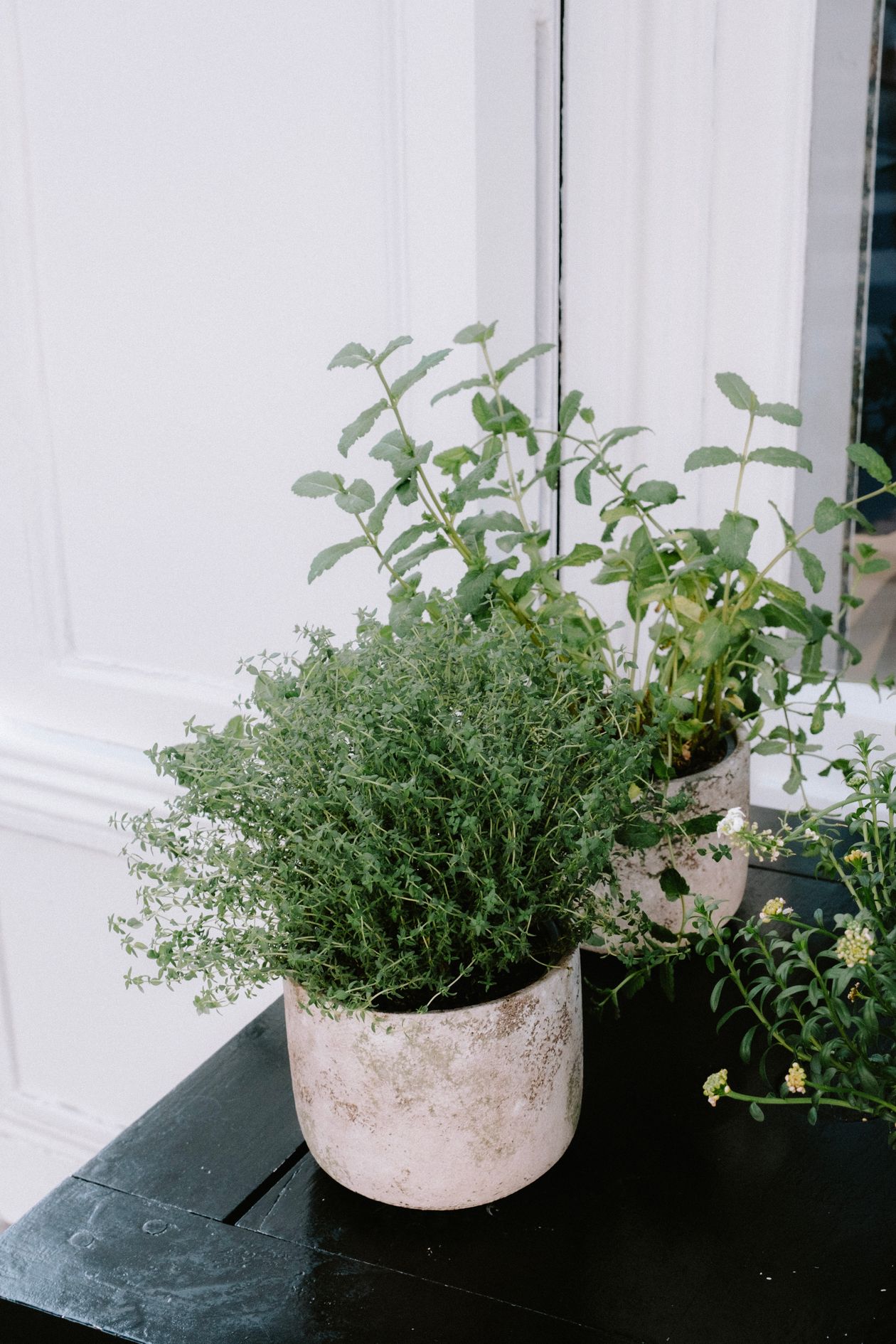 Vasos de Tomilho e Hortelã, plantas no quarto para adulto com deficiência visual escolhidas pelo aroma