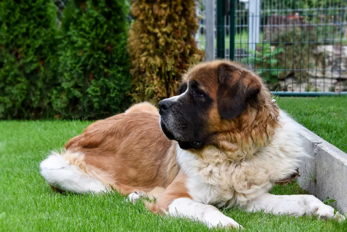 Cachorro deitado em gramado de quintal, área onde é preciso cuidado ao andar descalço