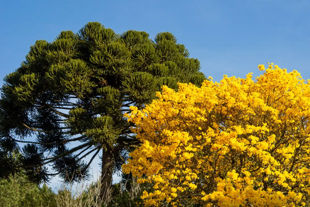 Araucária (Araucaria angustifolia) à esquerda, ao lado de uma árvore de flores amarelas, contra o céu azul