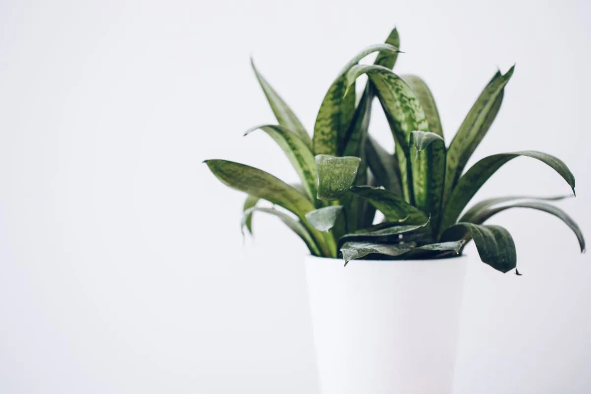 Planta de folhas verdes arqueadas, com manchas claras, em vaso branco sobre fundo branco
