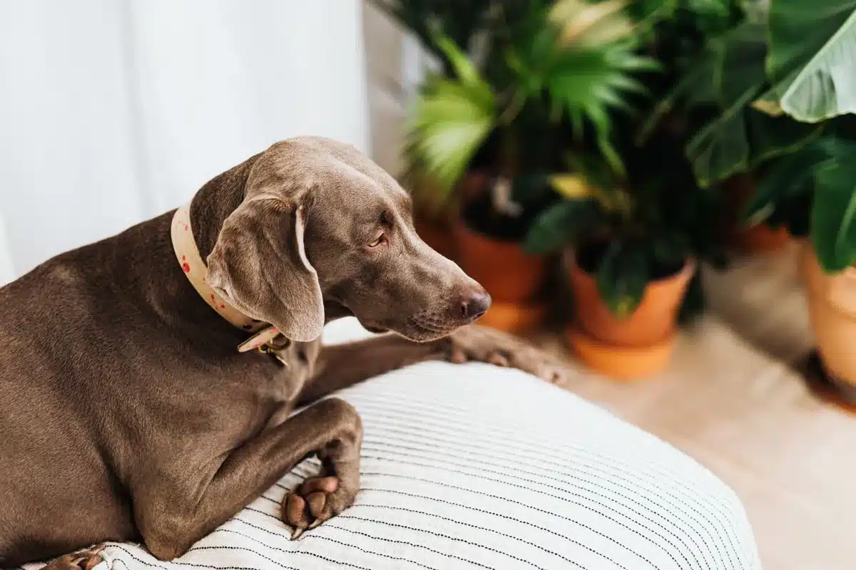 Cão marrom-acinzentado de coleira, deitado sobre uma almofada listrada, ao lado de vasos de barro com plantas de folhas verdes