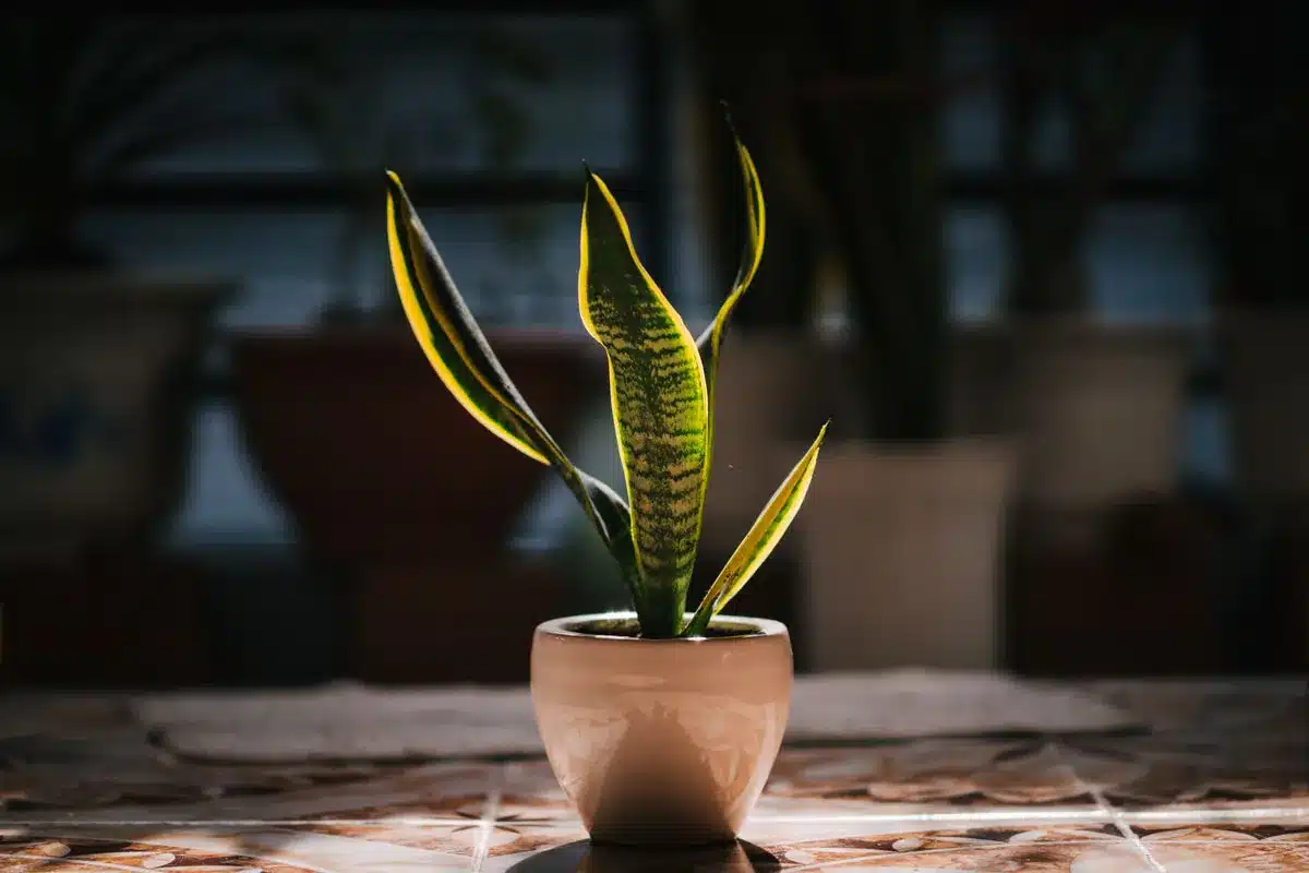 Espada-de-São-Jorge de folhas verdes com borda amarela, em vaso de cerâmica rosada, em contraluz sobre piso de ladrilho