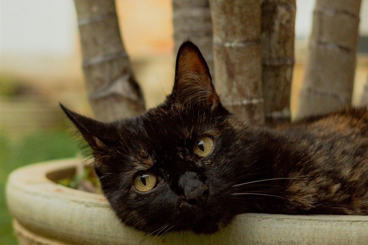 Gata deitada na borda do vaso de uma Palmeira-Areca, planta segura para pet pela ASPCA