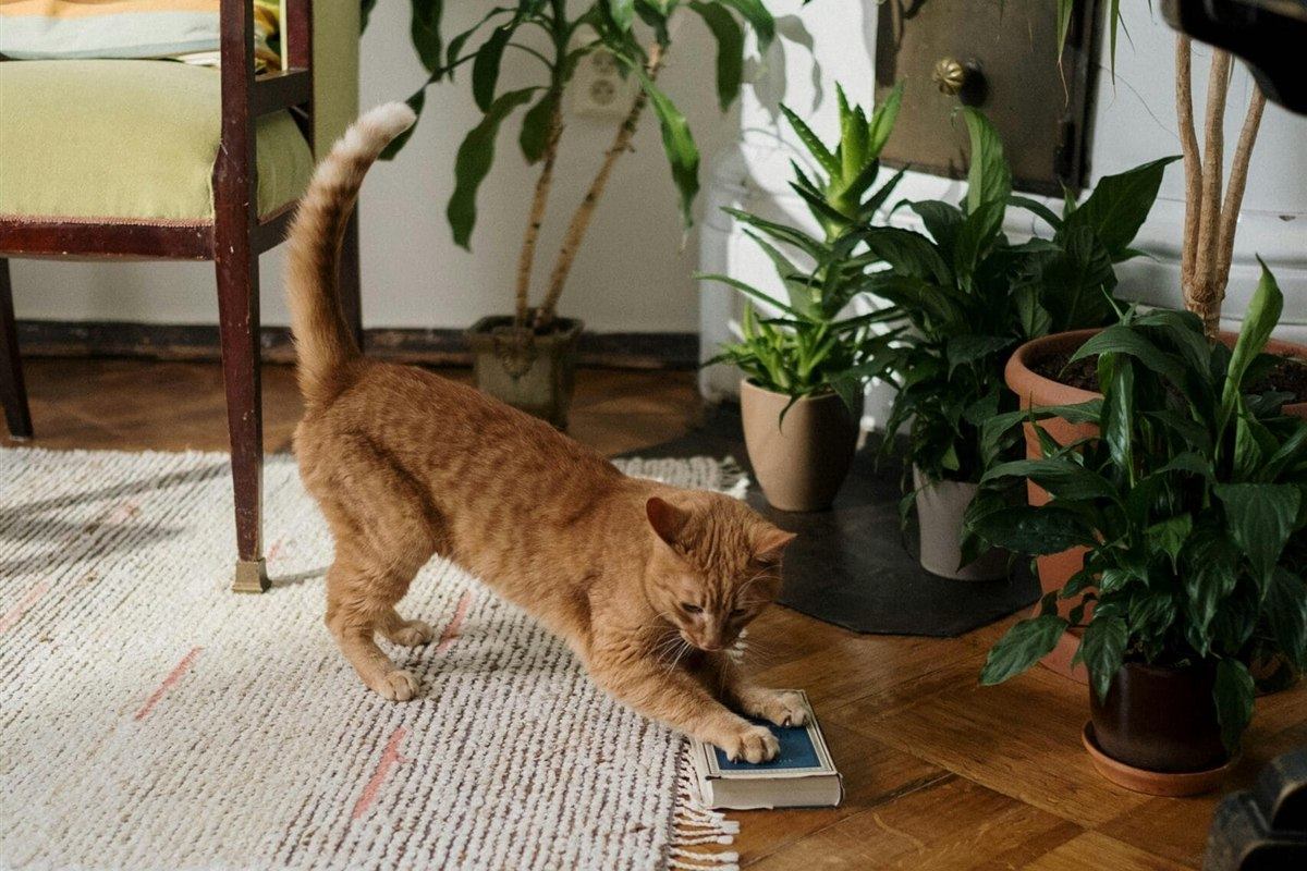 Gato brincando no tapete ao lado de vasos de Pau-d'Água e Lírio-da-Paz no chão da sala