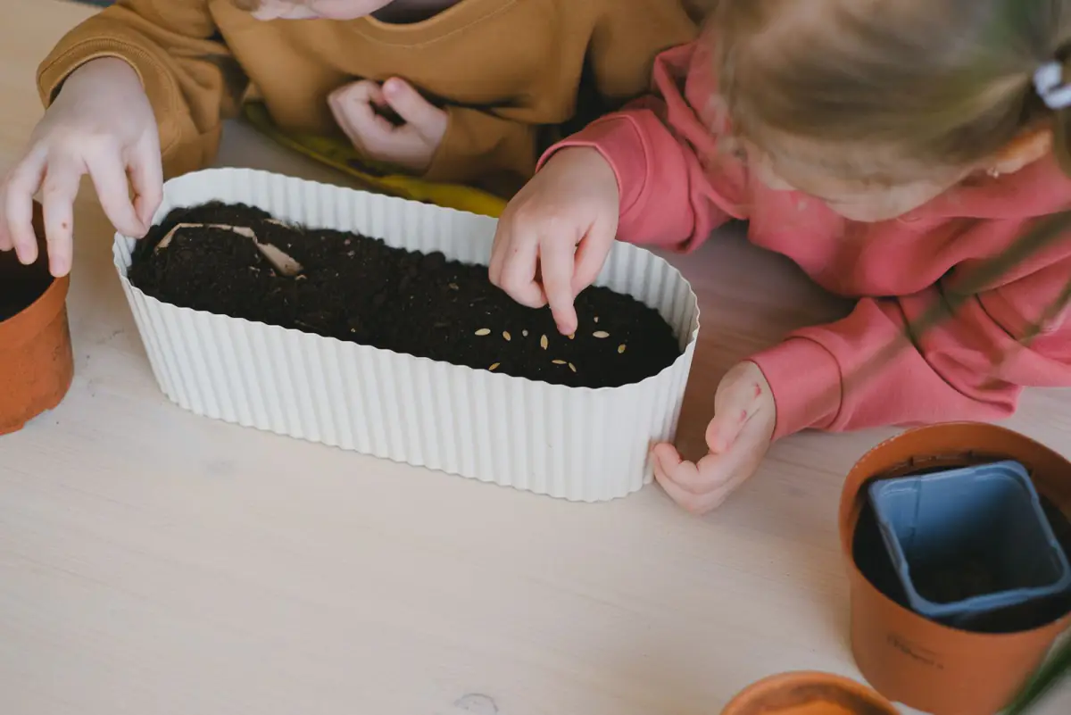 Crianças plantando sementes num vaso sobre a mesa, atividade de tato com terra