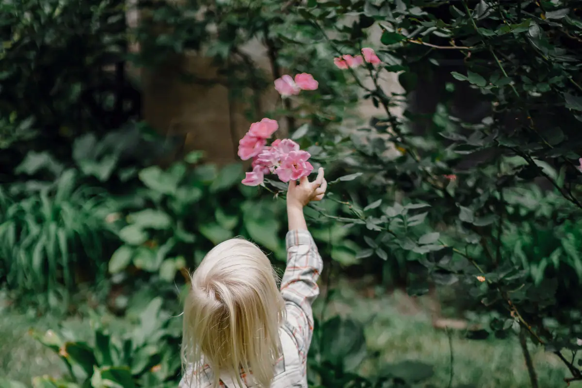 Criança alcançando Rosas em jardim sensorial seguro