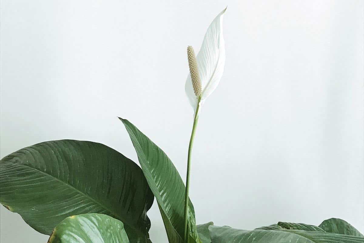 Lírio-da-Paz com flor branca e folhas largas em ambiente interno