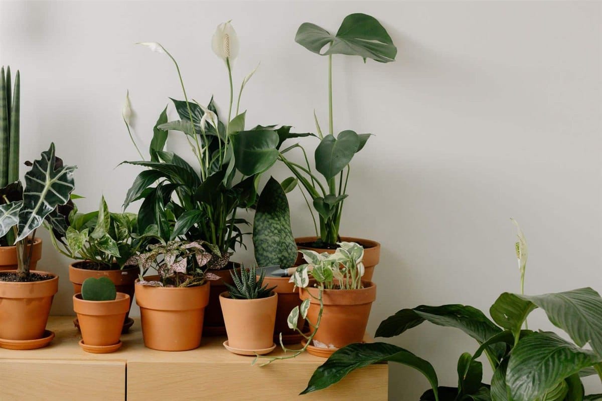 Plantas para dentro de casa: Lírio-da-Paz, Costela-de-Adão, Jiboia e Suculentas em vasos de barro sobre móvel claro