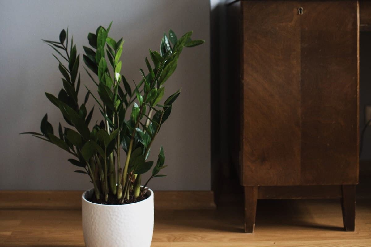 Zamioculca em vaso branco no chão da sala, uma das plantas para dentro de casa mais fáceis para começar